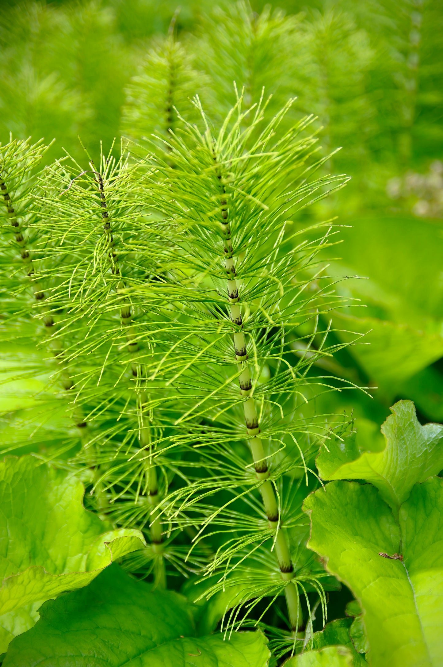 Horsetail Tincture