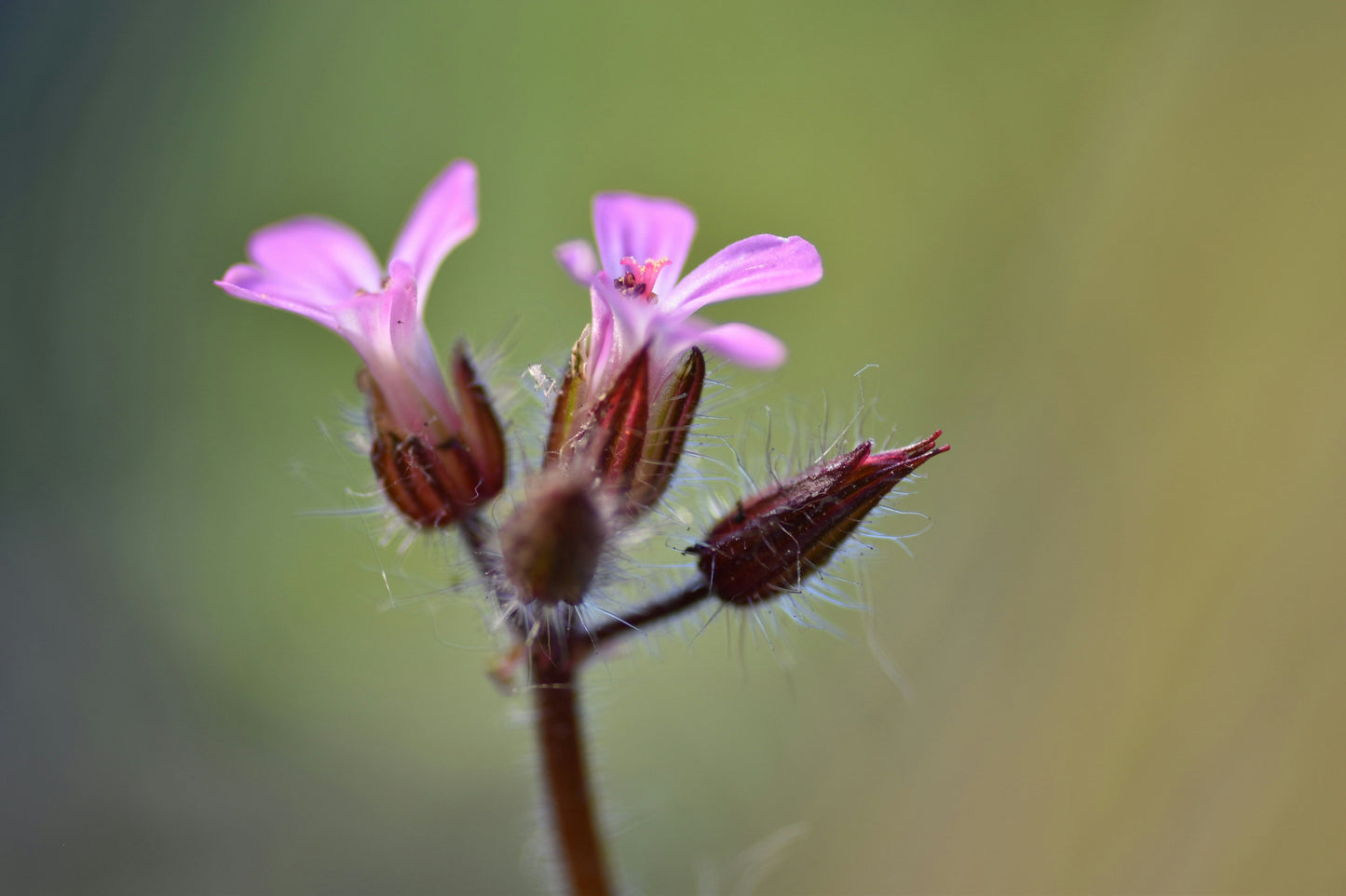 Herb Robert Facial Oil