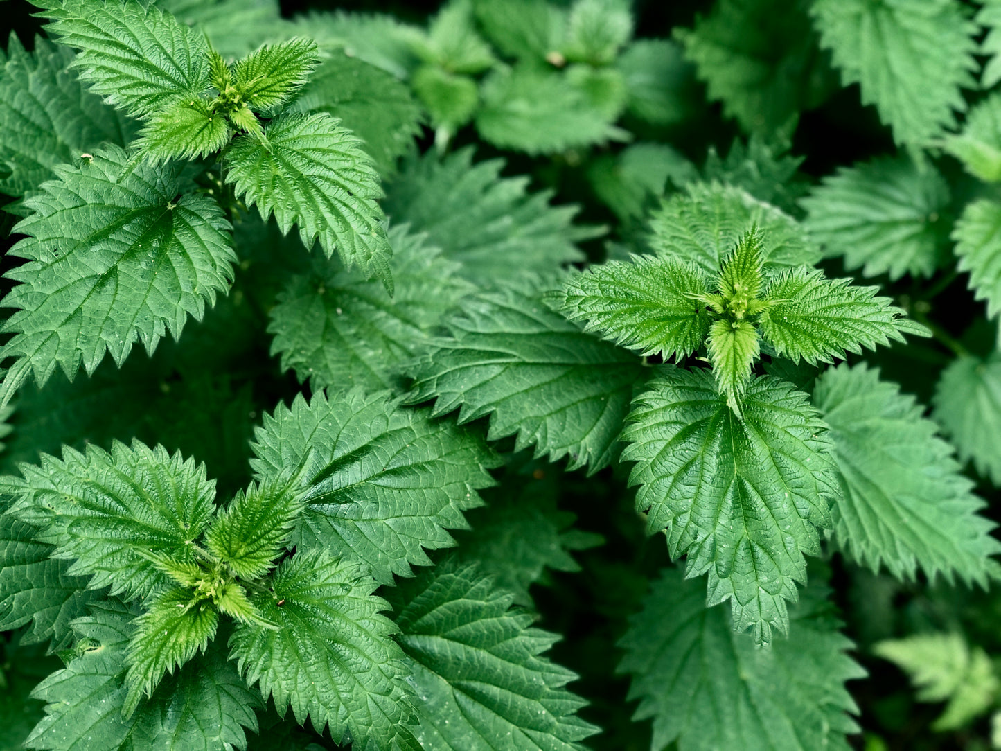 Nettle Leaf Tincture